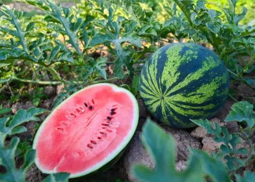 今日吃瓜最新吃瓜,揭秘娱乐圈最新热点事件